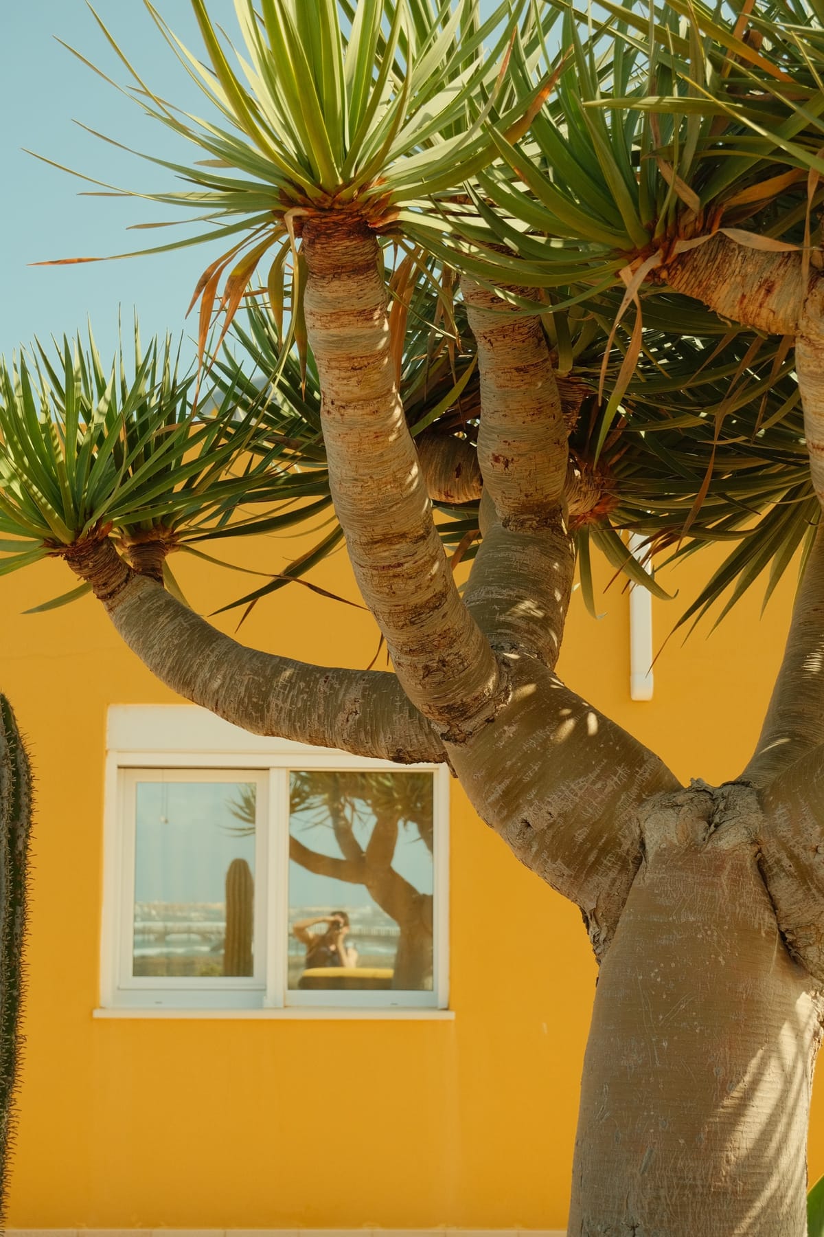 Drachenbaum vor einer sonnengelben Hauswand auf Fuerteventura